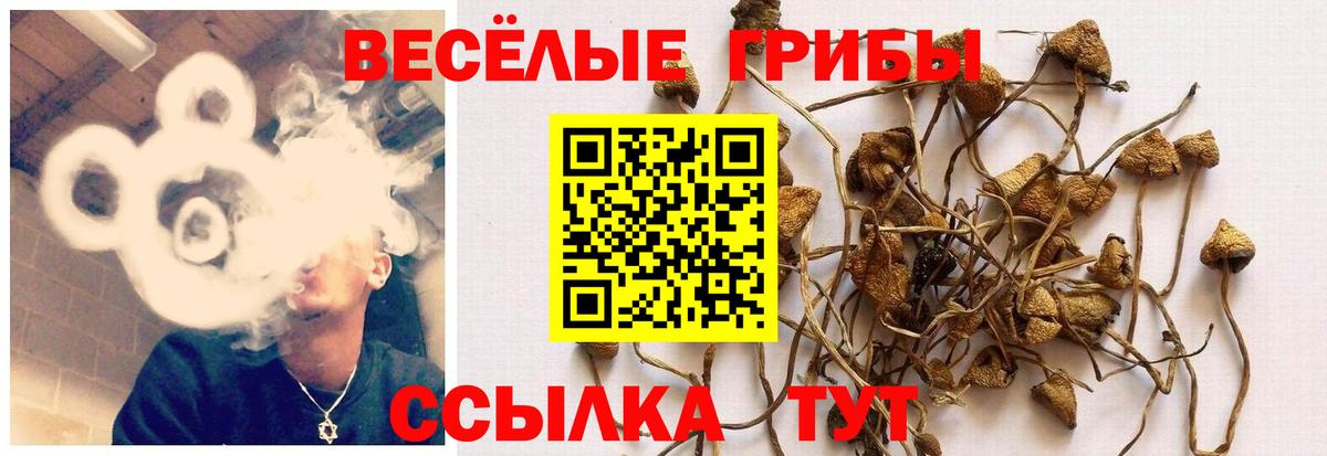 Псилоцибиновые грибы Psilocybe  Вход с VPN  Псилоцибиновые грибы мицелий  Коммунар 